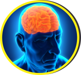 cerebro cerebro